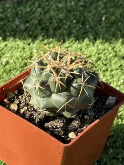 Coryphantha elephantidens - Зображення 3