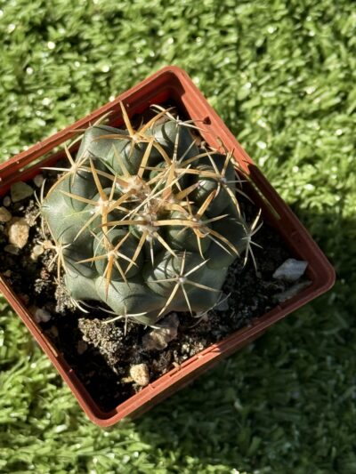 Coryphantha elephantidens - Зображення 4