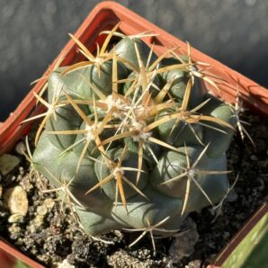 Coryphantha elephantidens
