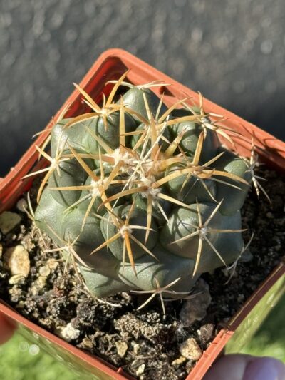 Coryphantha elephantidens