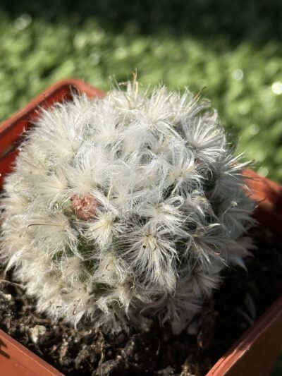 Mammillaria bocasana v. multilanata - Зображення 2