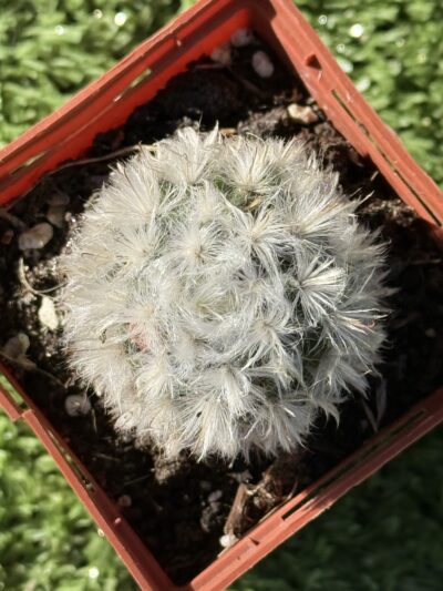 Mammillaria bocasana v. multilanata - Зображення 4