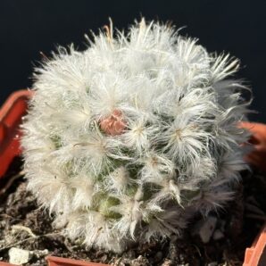 Mammillaria bocasana v. multilanata