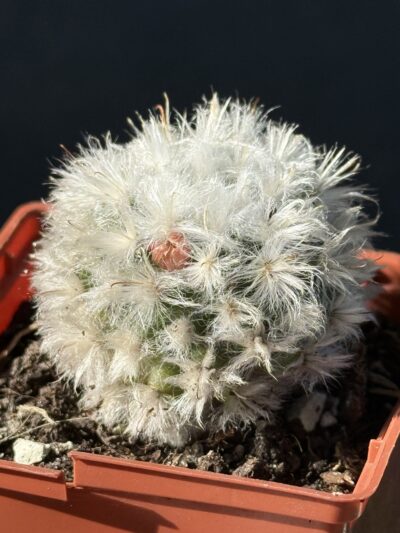 Mammillaria bocasana v. multilanata