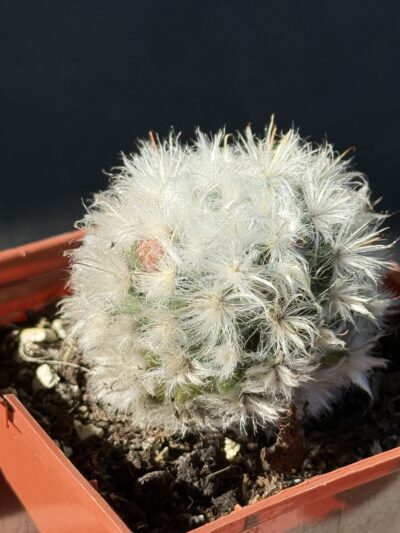 Mammillaria bocasana v. multilanata - Зображення 3