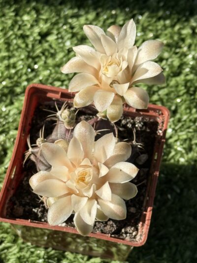 Gymnocalycium mihanovichii 'Hibotan' - Зображення 5