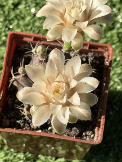 Gymnocalycium mihanovichii 'Hibotan' - Зображення 4