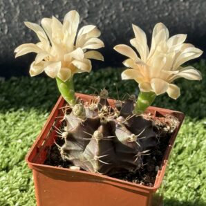 Gymnocalycium mihanovichii 'Hibotan'