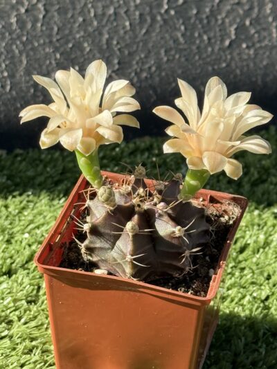 Gymnocalycium mihanovichii 'Hibotan'