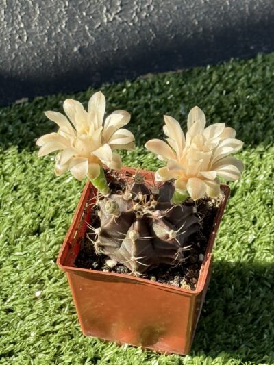Gymnocalycium mihanovichii 'Hibotan' - Зображення 2