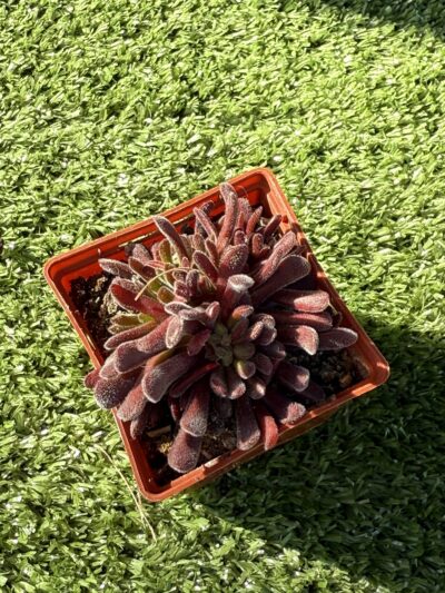 Сrassula pubescens - Зображення 4