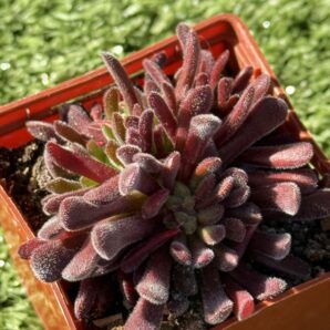 Сrassula pubescens