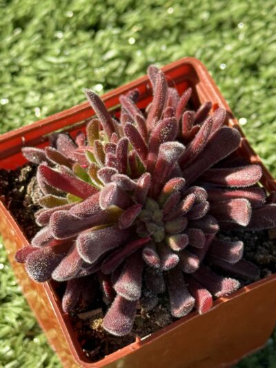 Сrassula pubescens