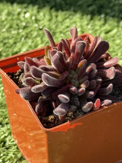 Сrassula pubescens - Зображення 2