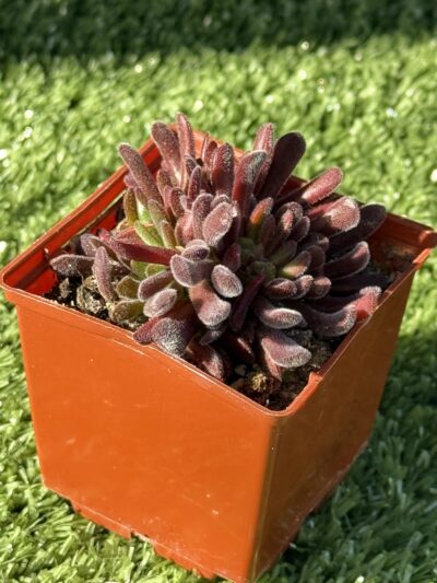 Сrassula pubescens - Зображення 3