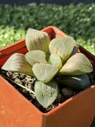 haworthia pygmaea crystallina - Зображення 2