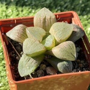 haworthia pygmaea crystallina