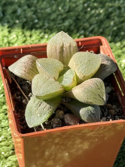 haworthia pygmaea crystallina