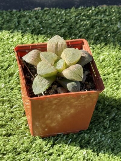 haworthia pygmaea crystallina - Зображення 3