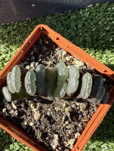 Haworthia truncata - Зображення 2