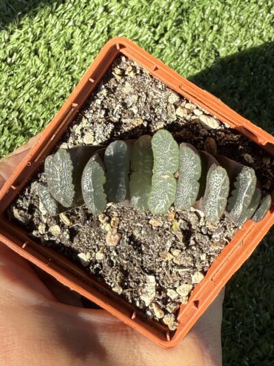 Haworthia truncata - Зображення 3