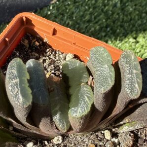 Haworthia truncata