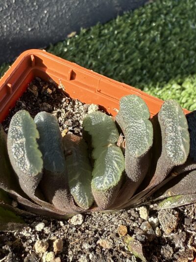 Haworthia truncata