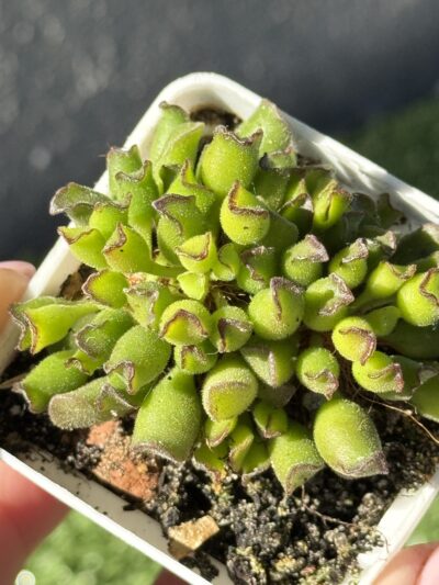 adromischus cristatus kleinpoort - Зображення 2