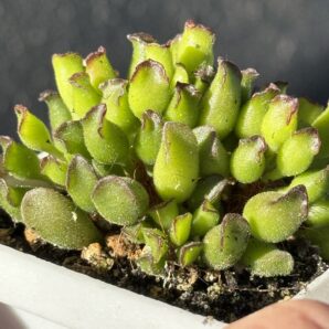 adromischus cristatus kleinpoort