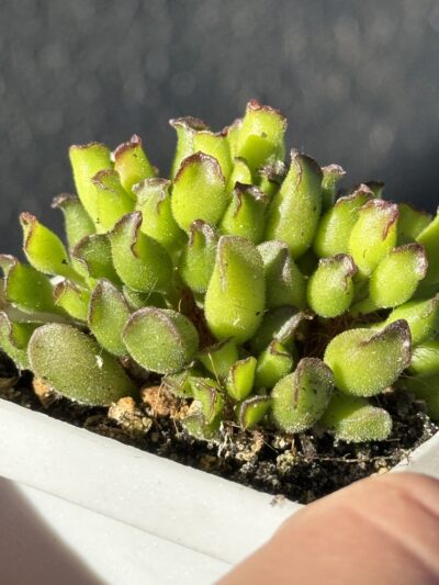 adromischus cristatus kleinpoort