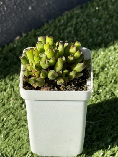 adromischus cristatus kleinpoort - Зображення 3