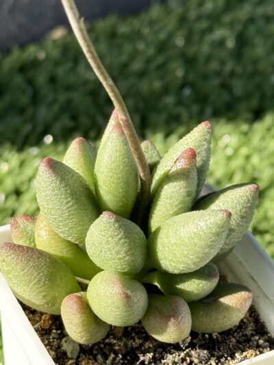 Adromischus marianiae alveolatus - Зображення 2