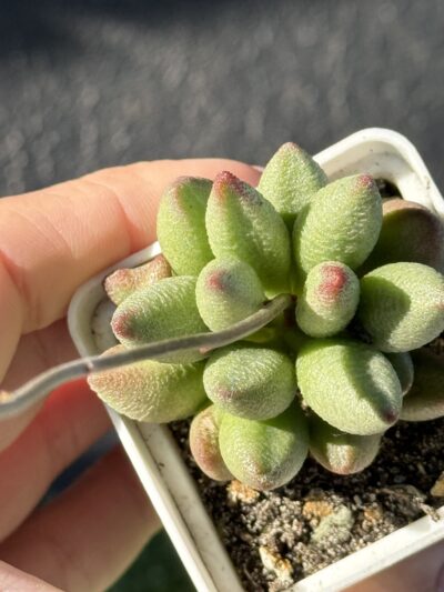Adromischus marianiae alveolatus - Зображення 3