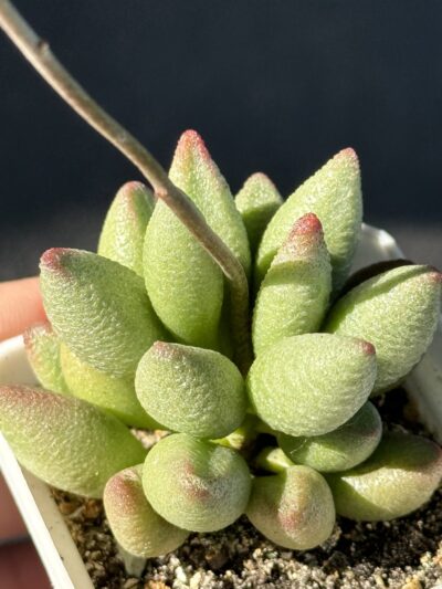 Adromischus marianiae alveolatus
