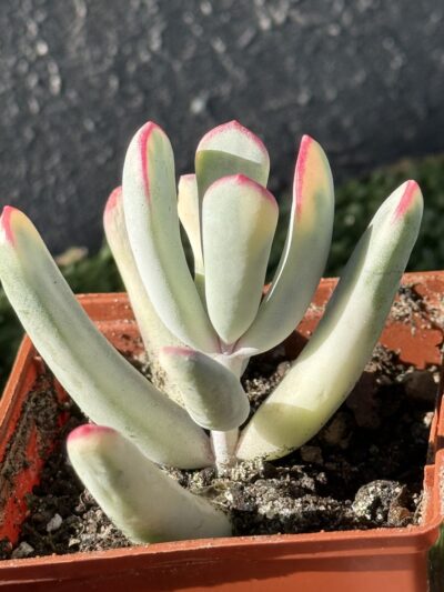 Cotyledon orbiculata var. flanaganii f. variegata - Зображення 3