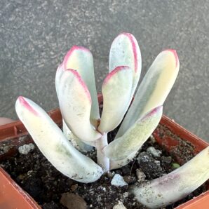 Cotyledon orbiculata var. flanaganii f. variegata