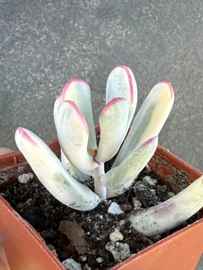 Cotyledon orbiculata var. flanaganii f. variegata