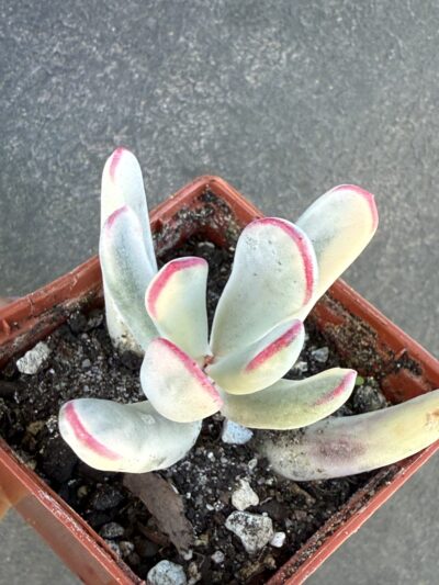 Cotyledon orbiculata var. flanaganii f. variegata - Зображення 2