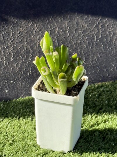 Crassula Hobbit variegata - Зображення 3