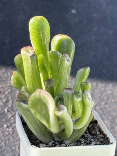 Crassula Hobbit variegata - Зображення 2