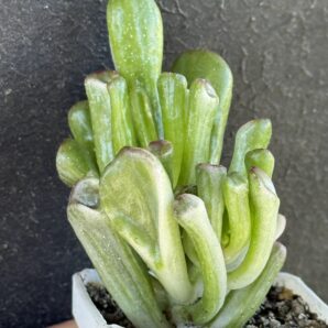 Crassula Hobbit variegata