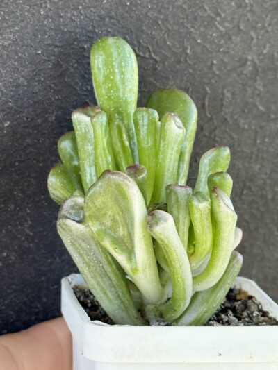 Crassula Hobbit variegata