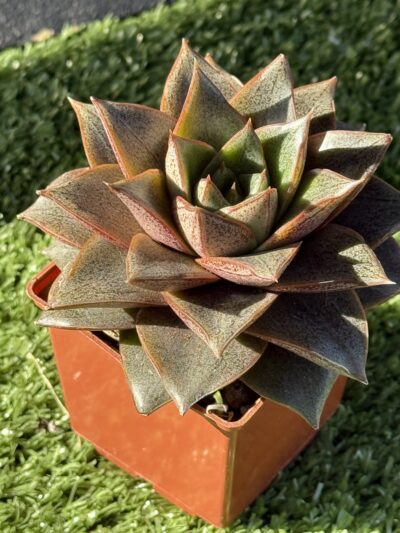 Echeveria purpusorum - Зображення 5