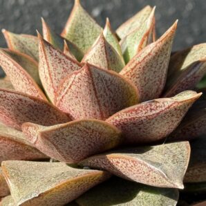 Echeveria purpusorum