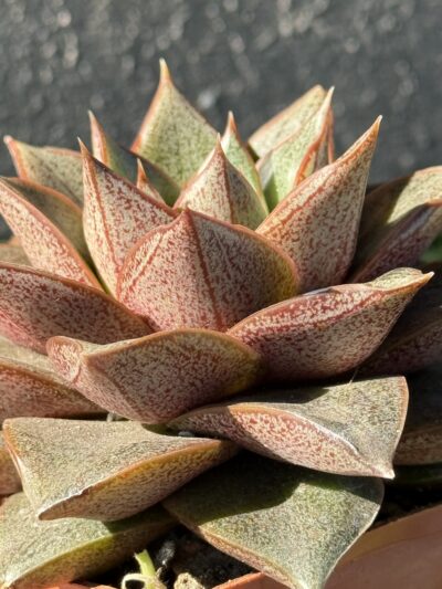 Echeveria purpusorum