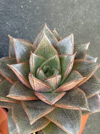 Echeveria purpusorum - Зображення 3