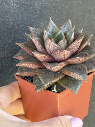 Echeveria purpusorum - Зображення 2