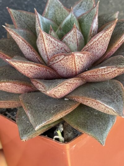 Echeveria purpusorum - Зображення 6