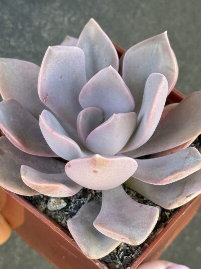 Echeveria Debbie - Зображення 2