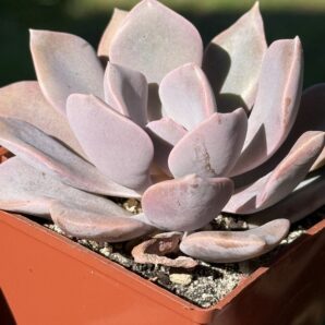 Echeveria Debbie